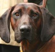 Bavarian Mountain Hound