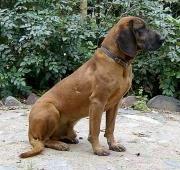 Bavarian Mountain Hound