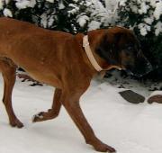 Bavarian Mountain Hound