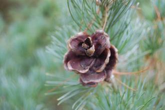 Pinus parviflora Cone (09/02/2013, Kew Gardens, London)