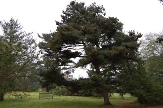 Pinus parviflora (09/02/2013, Kew Gardens, London)