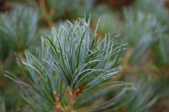 Pinus parviflora Leaf (09/02/2013, Kew Gardens, London)