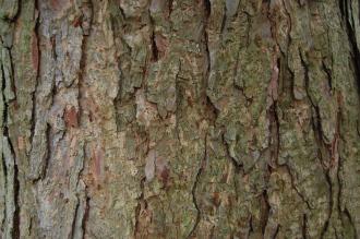 Pinus parviflora Bark (09/02/2013, Kew Gardens, London)