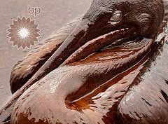 bp = brown pelican