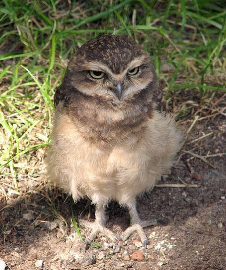 immature burrowing owl