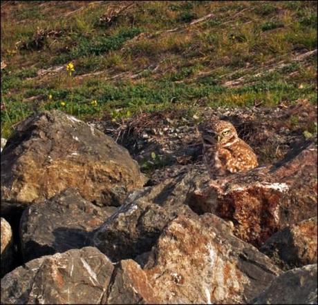 burrowing owl