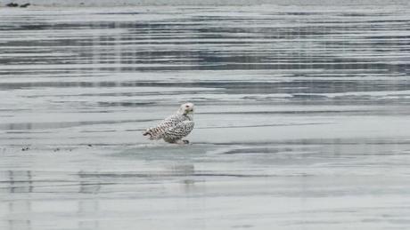 Snowy Owl sits on icey Frenchman's Bay -  Ontario - Canada