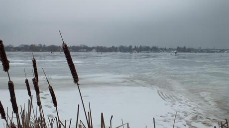 Frenchman's Bay - owl is out on the ice - Pickering - Ontario