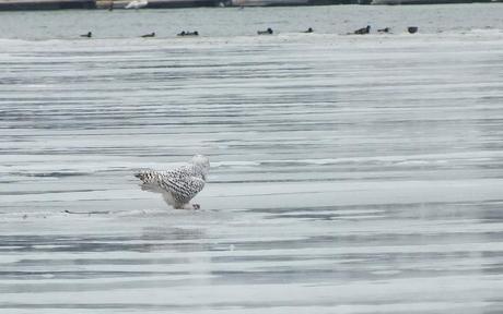 Snowy Owls - back - looking at ducks  - Frenchman's Bay - Ontario - Canada