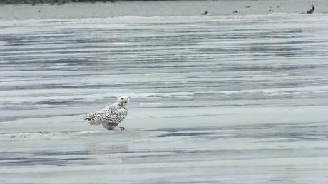 Snowy Owl looks about on ice with catch- Frenchman's Bay - Ontario - Canada