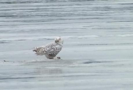 Snowy Owl sits on ice with catch- Frenchman's Bay - Ontario - Canada