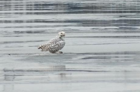Snowy Owl sits on icey Frenchman's Bay - Ontario - Canada