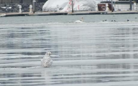 Snowy Owl on ice - Frenchman's Bay - Ontario - Canada
