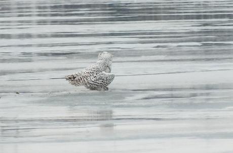 Snowy Owls - back  - Frenchman's Bay - Ontario - Canada