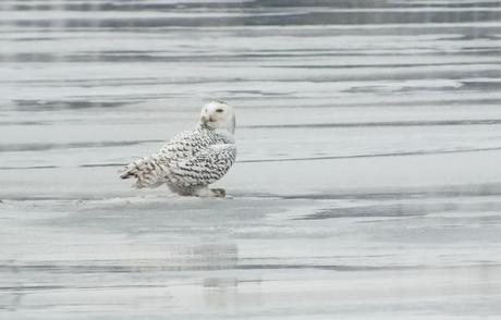 Snowy Owl - hides catch with its wings- Frenchman's Bay - Ontario - Canada