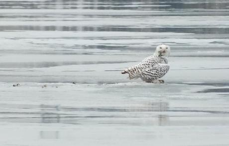 Snowy Owl gives me a lookover - Frenchman's Bay - Ontario - Canada
