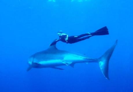 shark-whisperer-3.jpg