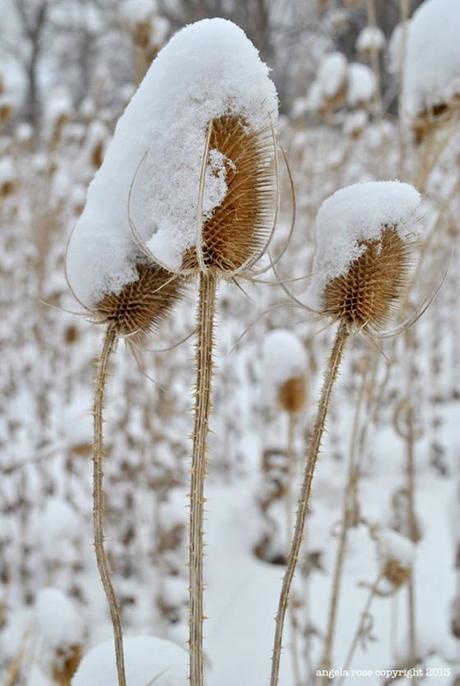 SnowFlower