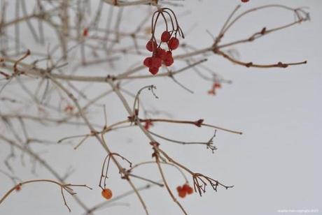 SnowBerries