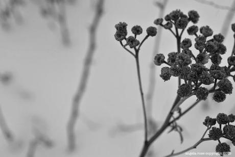 SnowPlant