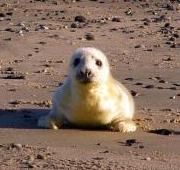 Grey Seal