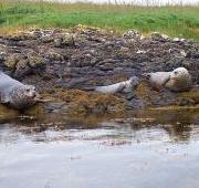 Grey Seal