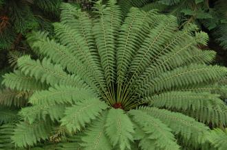 Dicksonia antarctica Leaf (18/02/2012, Kew Gardens, London)