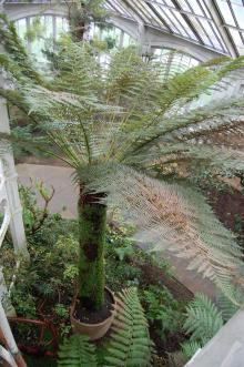 Dicksonia antarctica (09/02/2013, Kew Gardens, London)