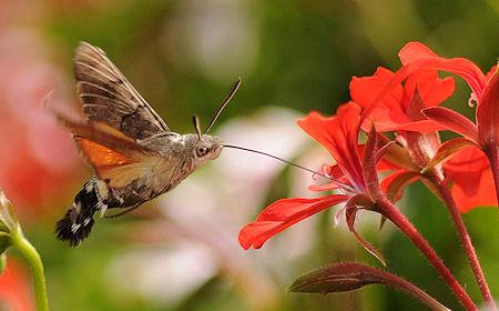 The Amazing Hummingbird Hawk Moth