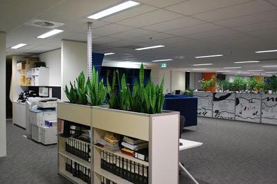 Indoor Plants in Office Enviroment
