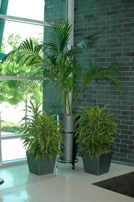Indoor Plants in Office Enviroment - Paperblog