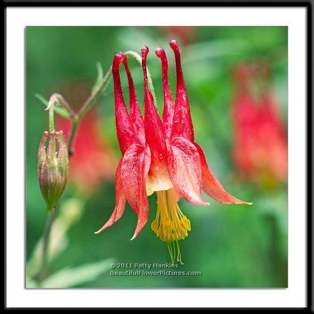 Columbine