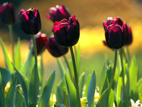 Tulips the Netherlands Photography