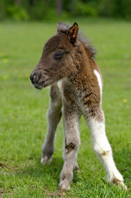 Baby horse