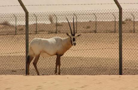 Camping, glamping and dune stamping. Desert accommodation in the UAE and beyond