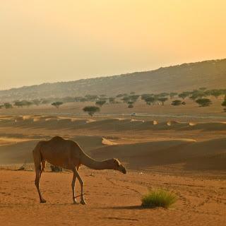 Camping, glamping and dune stamping. Desert accommodation in the UAE and beyond