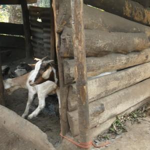 Several of the highly prized animals that provide milk and meat for a village