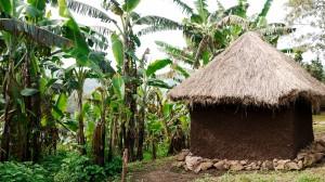 Abundance of bananas – palms surrounding a small Ugandan Village