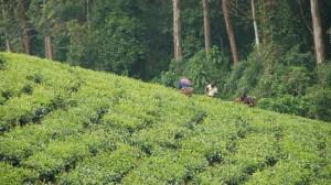 Tea pickers, paid by the kilo, working the plantation - Uganda