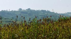 Rural life – crops and farmland in Uganda