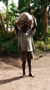 From field to village – a small boy takes corn home