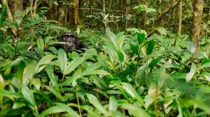 Chimpanzee Kibale National Park 