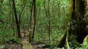 Walking bridge Kibale National Park Uganda