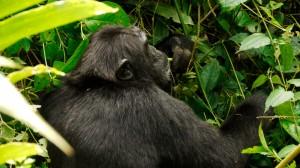 Chimpanzee having a snack Uganda