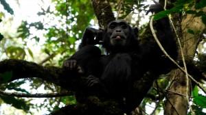 Chimpanzee in a tree Uganda