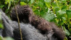 baby mountain gorilla on mums back Rwanda