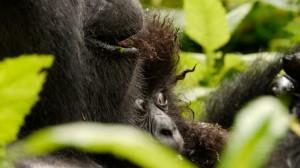 mountain gorilla eating with baby in Volcanoes National Park Rwanda