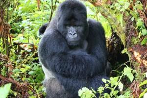 isabakuru-silverback-gorilla-sitting-with-two-infants