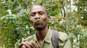 Emanuel our gorilla trekking guide eating Eucalyptus leaves