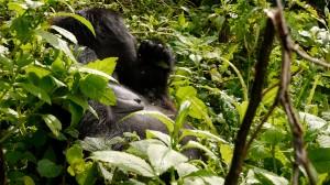 baby mountain gorilla breast feeding Rwanda
